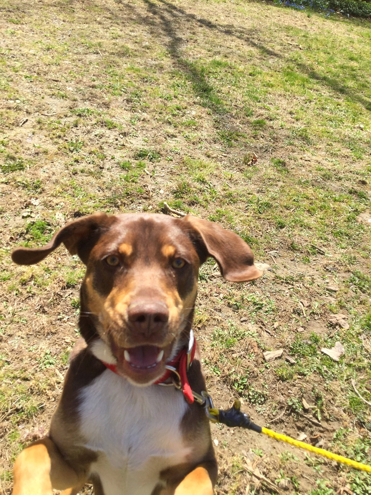 Nike is registered to the contest to win money with this photo: adventure, canidae, carnivore, collar, dog, dog_breed, fawn, hunting_dog, mammal, mountain_cur, sporting_group, working_dog