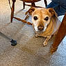 animal, brown, canine, carpet, close_up, curious, dog, domestic, floor, furniture, home, indoor, jeans, legs, looking_up, person, pet, seated, tan_dog, wooden_chair