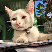 Thomas joined the competition — help win amazing prizes! animal, bell, cat, close_up, collar, ears, fur, green_wall, home, indoor, nose, papers, paw, pet, plant, relaxed, sunlight, table, whiskers, white_cat