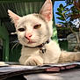 animal, bell, cat, close_up, collar, ears, fur, green_wall, home, indoor, nose, papers, paw, pet, plant, relaxed, sunlight, table, whiskers, white_cat