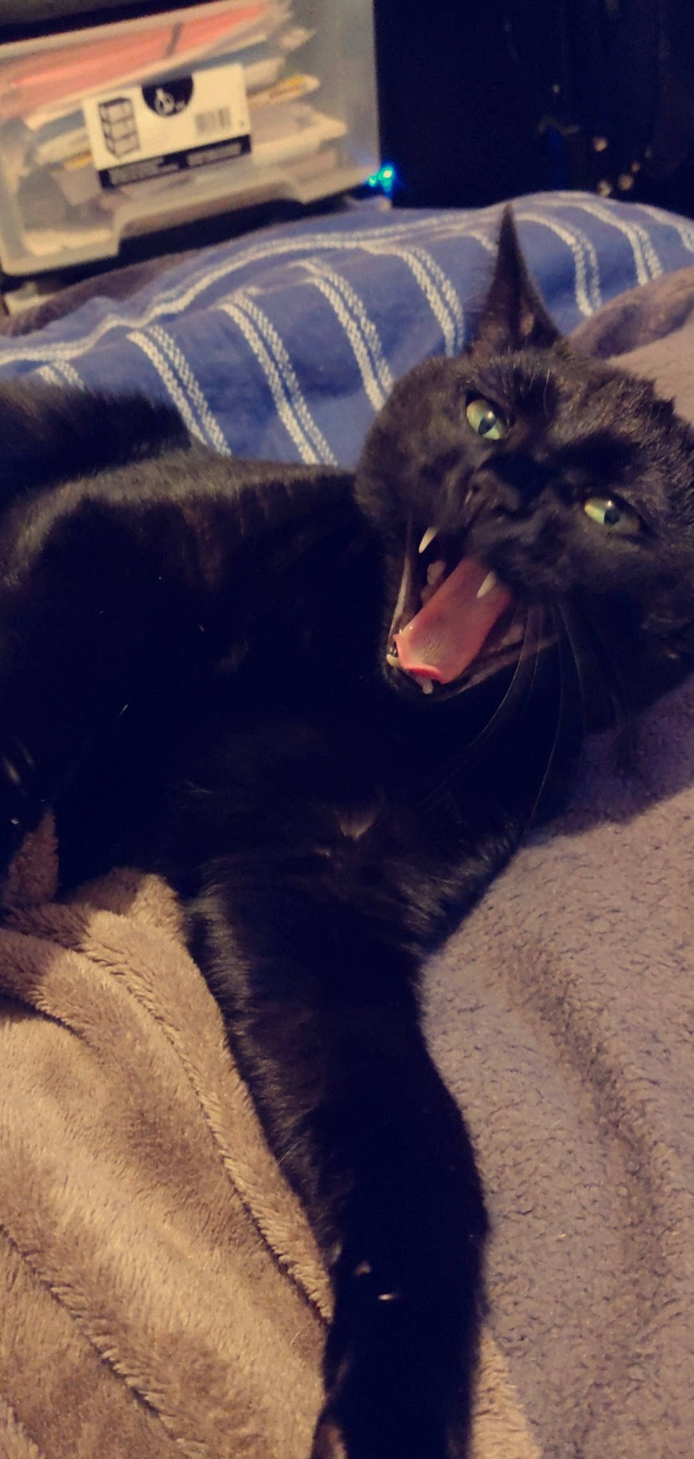 Pirate participe au concours pour gagner de l'argent avec cette photo : black_cat, bombay, carnivore, cat, claw, cloud, comfort, couch, dog_breed, domestic_short_haired_cat, fang, felidae, foot, fur, paw, small_to_medium_sized_cats, snout, tail, terrestrial_animal, whiskers