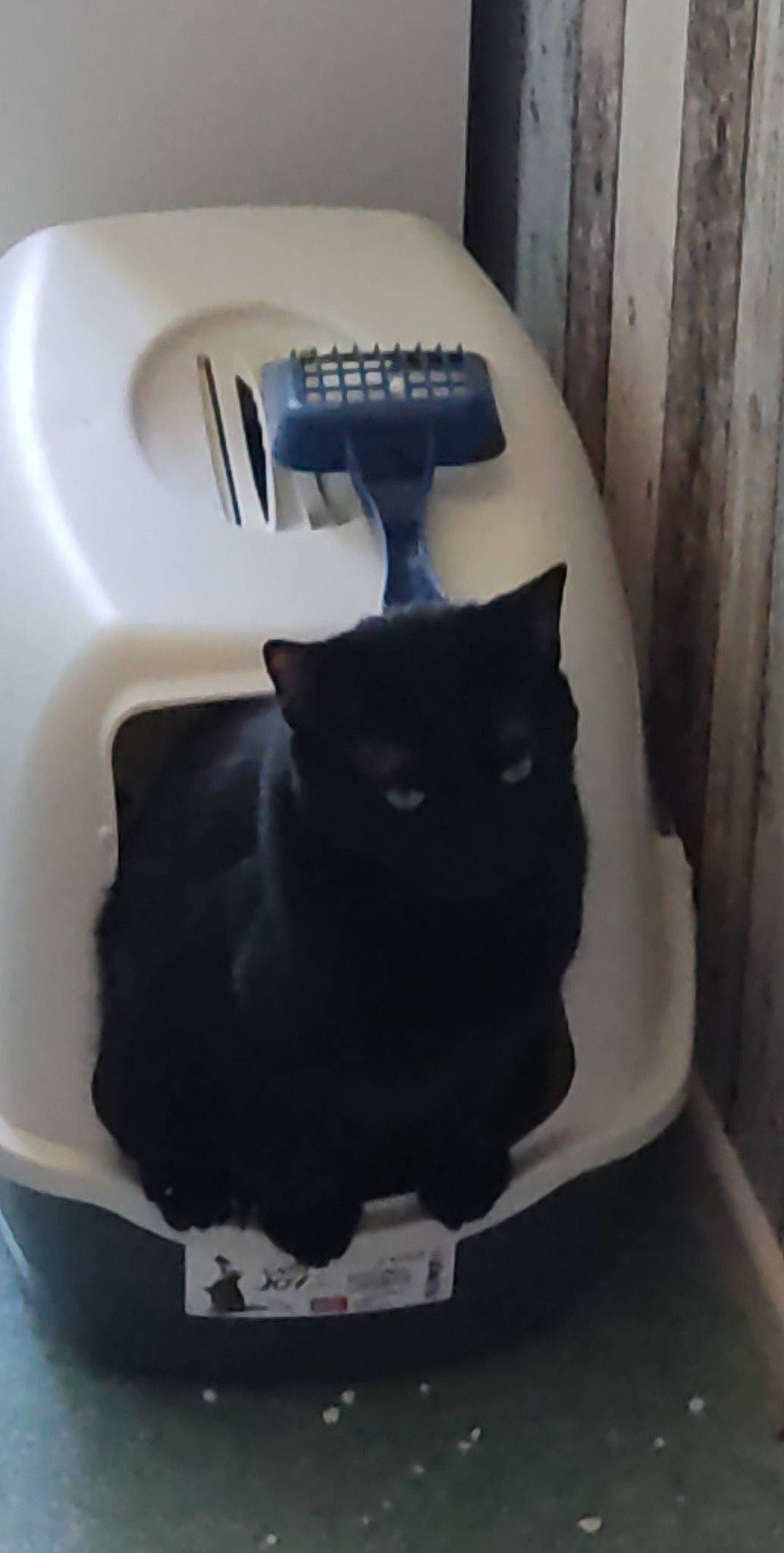 Pirate a rejoint le concours — aidez-le/la à gagner de superbes lots ! black_cat, bombay, carnivore, cat, cat_supply, comfort, domestic_short_haired_cat, felidae, flooring, fur, grey, guitar, guitar_accessory, hardwood, pet_supply, room, small_to_medium_sized_cats, tail, whiskers, wood