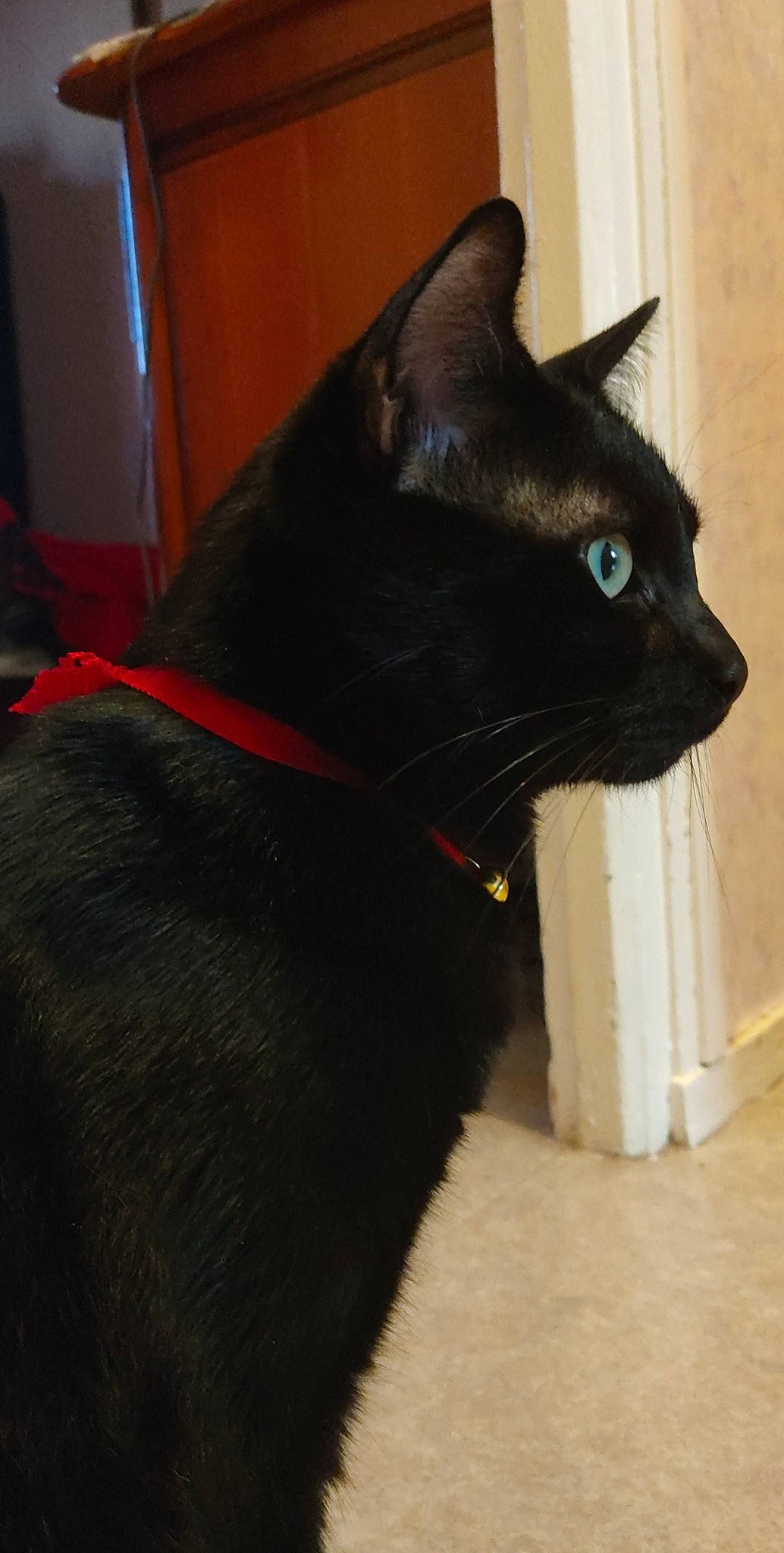 Pirate a rejoint le concours — aidez-le/la à gagner de superbes lots ! black_cat, bombay, carnivore, cat, collar, domestic_short_haired_cat, felidae, fur, havana_brown, pet_supply, small_to_medium_sized_cats, snout, stairs, tail, whiskers, working_animal