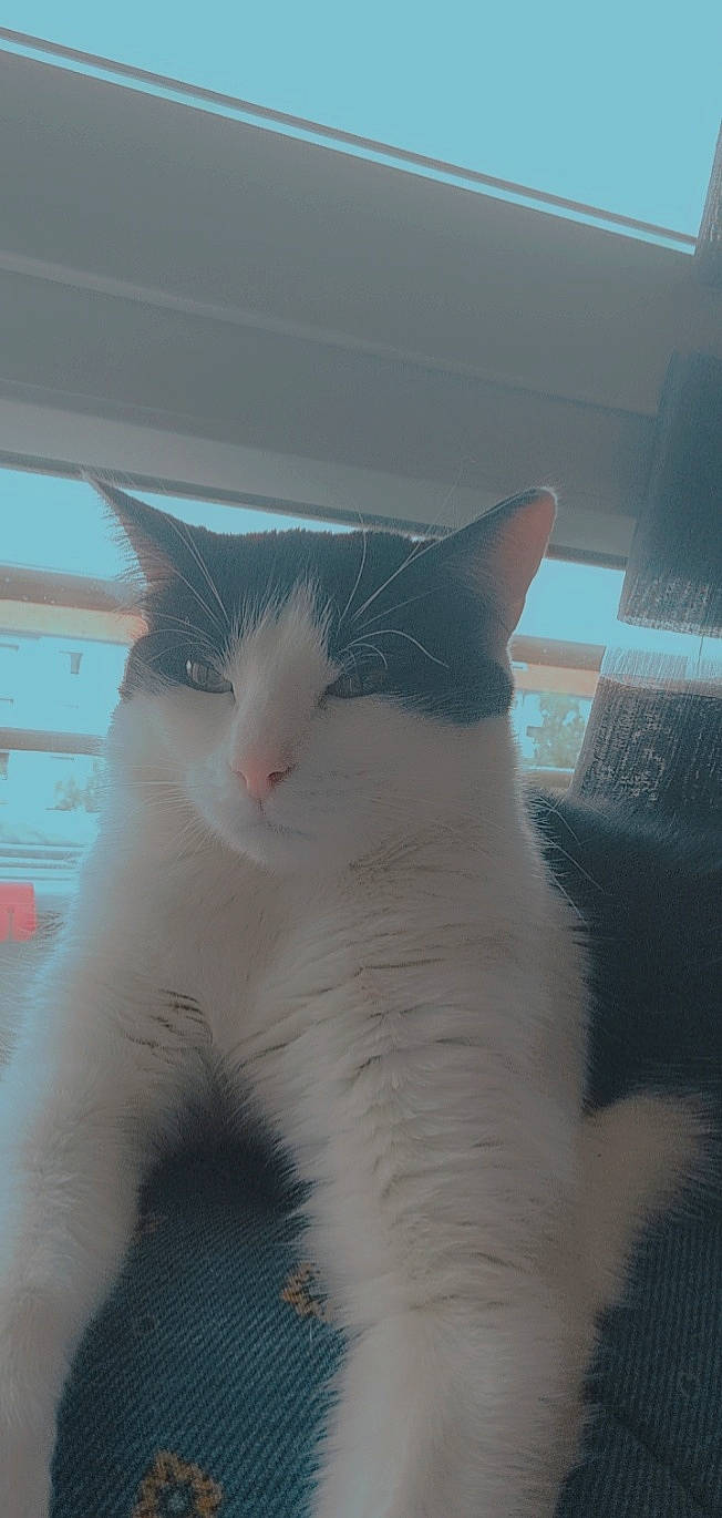 Perceval participe au concours pour gagner de l'argent avec cette photo : carnivore, cat, domestic_short_haired_cat, eye, eyelash, felidae, fur, paw, small_to_medium_sized_cats, snout, tail, terrestrial_animal, whiskers, window