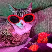 Monty is registered to the contest to win money with this photo: cat, sunglasses, couch, blanket, indoor, pet, feline, fur, relaxed, colorful_lighting, red, fashion, cozy, animal, whiskers, cute, domestic, portrait, accessory, resting