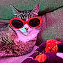 cat, sunglasses, couch, blanket, indoor, pet, feline, fur, relaxed, colorful_lighting, red, fashion, cozy, animal, whiskers, cute, domestic, portrait, accessory, resting