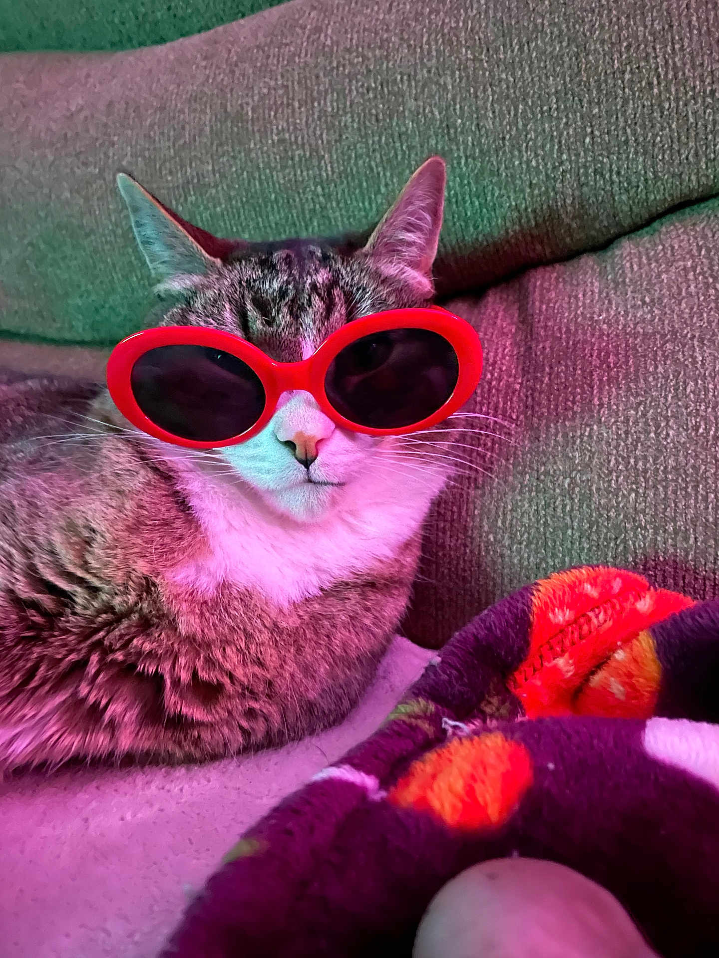 Monty is registered to the contest to win money with this photo: cat, sunglasses, couch, blanket, indoor, pet, feline, fur, relaxed, colorful_lighting, red, fashion, cozy, animal, whiskers, cute, domestic, portrait, accessory, resting