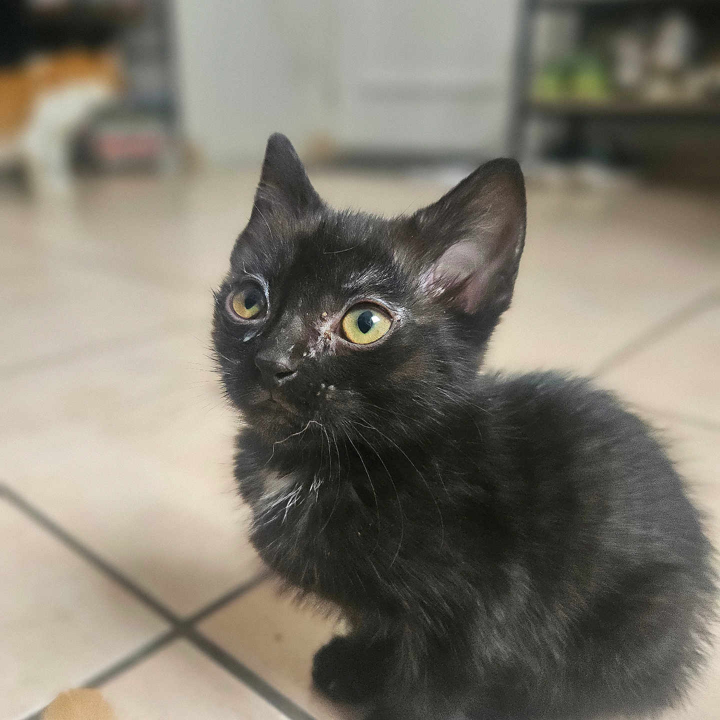 Diamant participe au concours pour gagner de l'argent avec cette photo : animal, attention, black_kitten, cat, curious, cute, domestic, feather_toy, feline, floor, fur, indoor, pet, playful, sitting, small, tile, whiskers, yellow_eyes, young