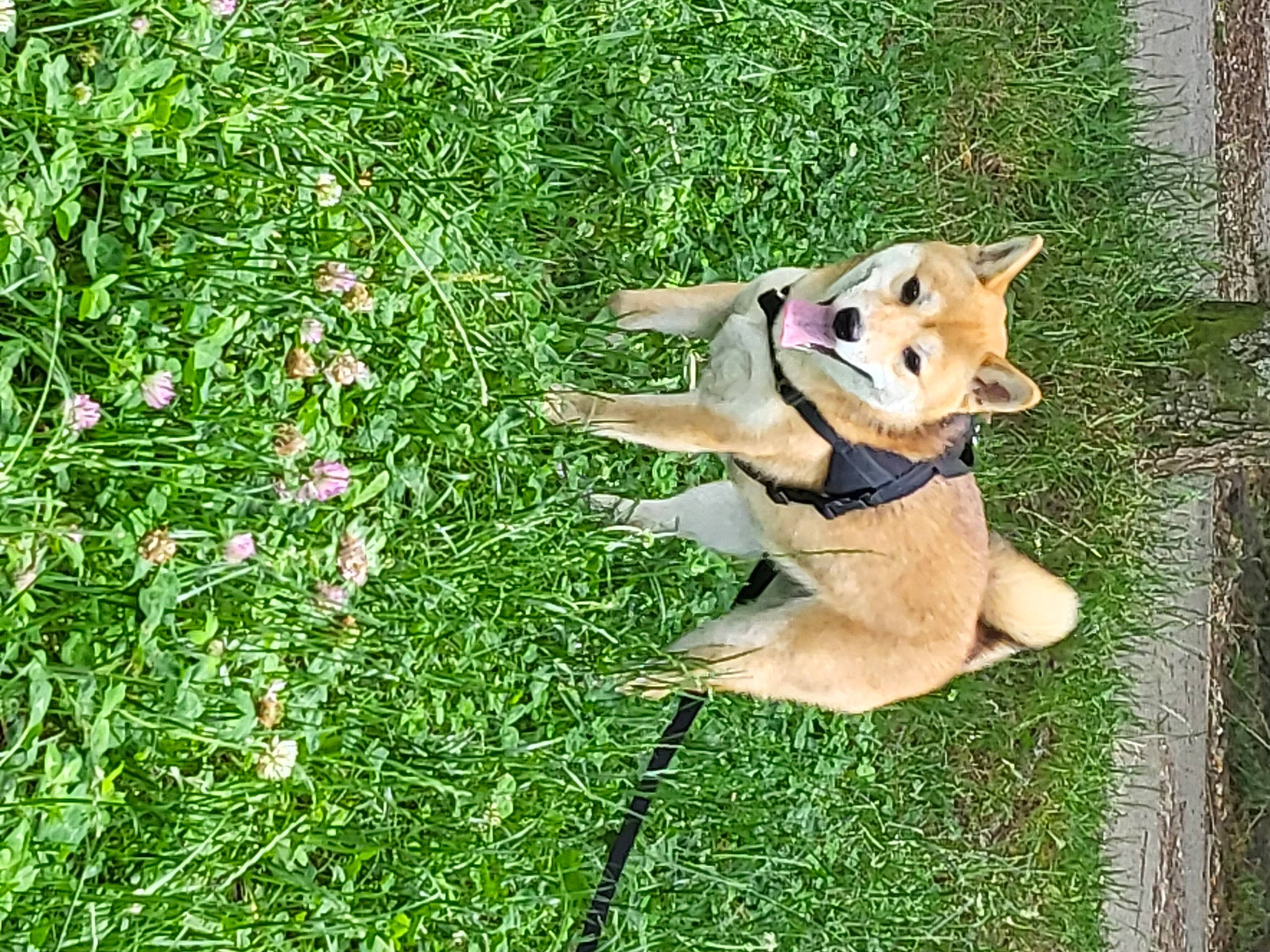 S'Alexy a rejoint le concours — aidez-le/la à gagner de superbes lots ! ancient_dog_breeds, canidae, canis, carnivore, companion_dog, dog, dog_breed, dog_supply, fawn, flower, grass, grassland, groundcover, herbaceous_plant, herding_dog, people_in_nature, plant, sporting_group, tail, working_dog