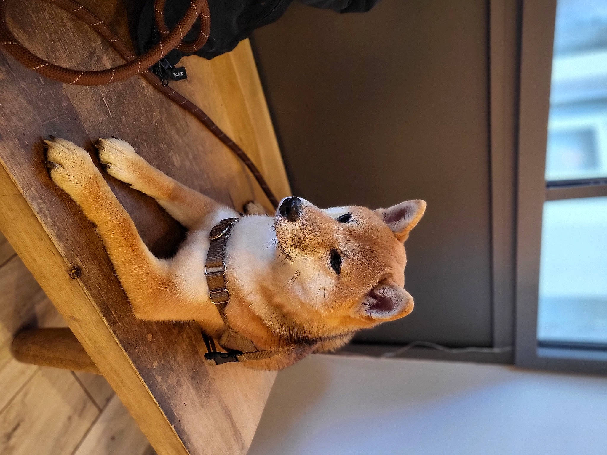 S'Alexy participe au concours pour gagner de l'argent avec cette photo : canidae, carnivore, collar, comfort, companion_dog, dog, dog_breed, fawn, felidae, flooring, fur, hardwood, plywood, small_to_medium_sized_cats, snout, sporting_group, tail, whiskers, window, wood