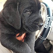 Echo joined the competition — help win amazing prizes! puppy, black_dog, dog, sleepy, close_up, car_interior, steering_wheel, jeep, hand, pet, animal, fur, cute, young_dog, mammal, domestic_animal, companion, portrait, indoor, transportation