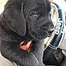 puppy, black_dog, dog, sleepy, close_up, car_interior, steering_wheel, jeep, hand, pet, animal, fur, cute, young_dog, mammal, domestic_animal, companion, portrait, indoor, transportation