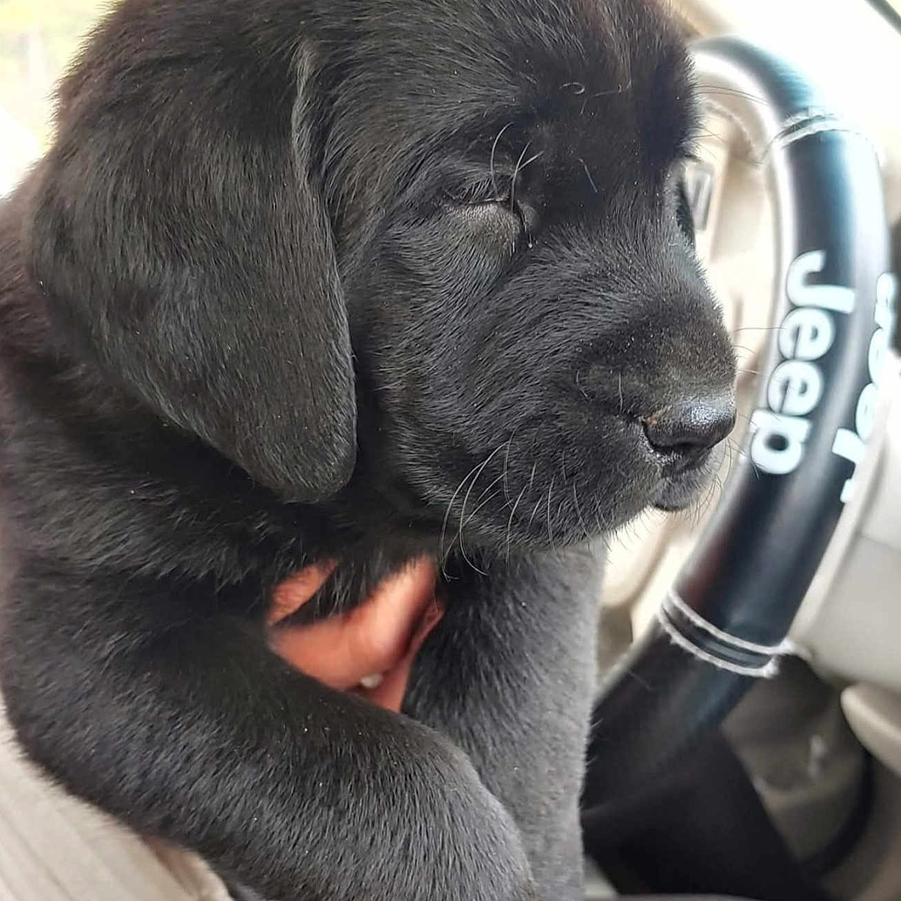 Echo joined the competition — help win amazing prizes! puppy, black_dog, dog, sleepy, close_up, car_interior, steering_wheel, jeep, hand, pet, animal, fur, cute, young_dog, mammal, domestic_animal, companion, portrait, indoor, transportation