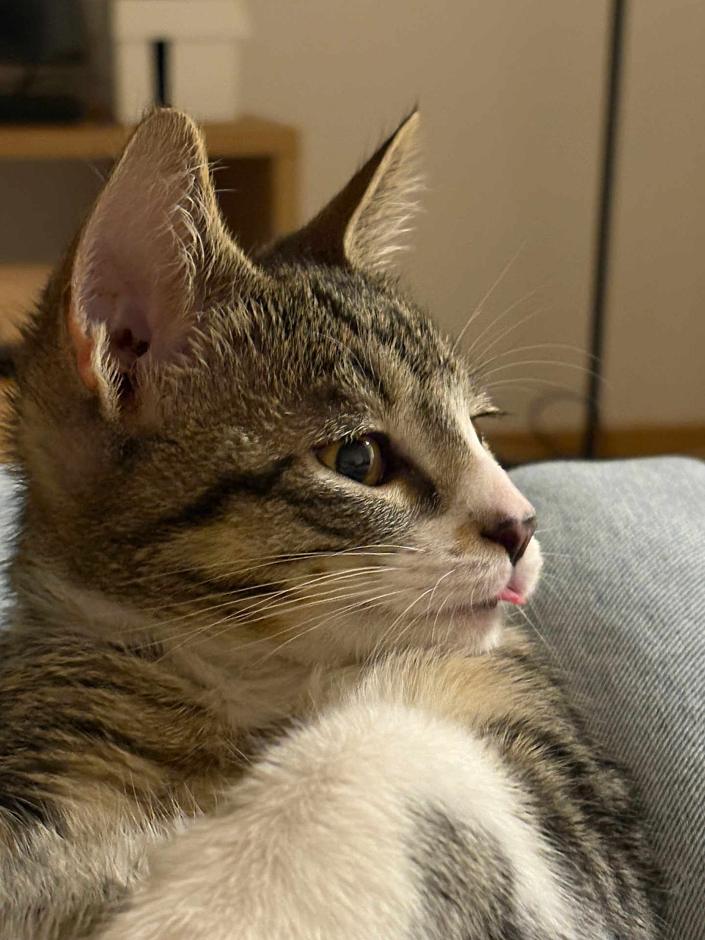 Aïko participe au concours pour gagner de l'argent avec cette photo : cat, kitten, tabby, close_up, side_profile, tongue_out, fur, whiskers, ear, indoor, soft_surface, relaxed, pet, animal, cute, young_cat, domestic_cat, feline, resting, cozy