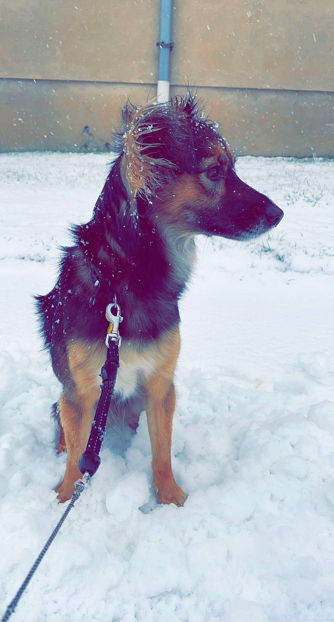 Oxane participe au concours pour gagner de l'argent avec cette photo : canidae, carnivore, collar, companion_dog, dog, dog_breed, dog_collar, dog_supply, electric_blue, freezing, fur, leash, pet_supply, snow, winter, working_animal, working_dog