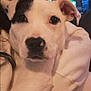 animal, boxer, bulldog, canine, computerhardware, cushion, dog, electronics, face, hardware, head, homedecor, hound, monitor, person, pet, pitbull, puppy, screen, snout