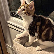 Wallye participe au concours pour gagner de l'argent avec cette photo : abyssinian, angora, animal, cat, cushion, egyptiancat, homedecor, kitten, manx, pet, window, windowsill