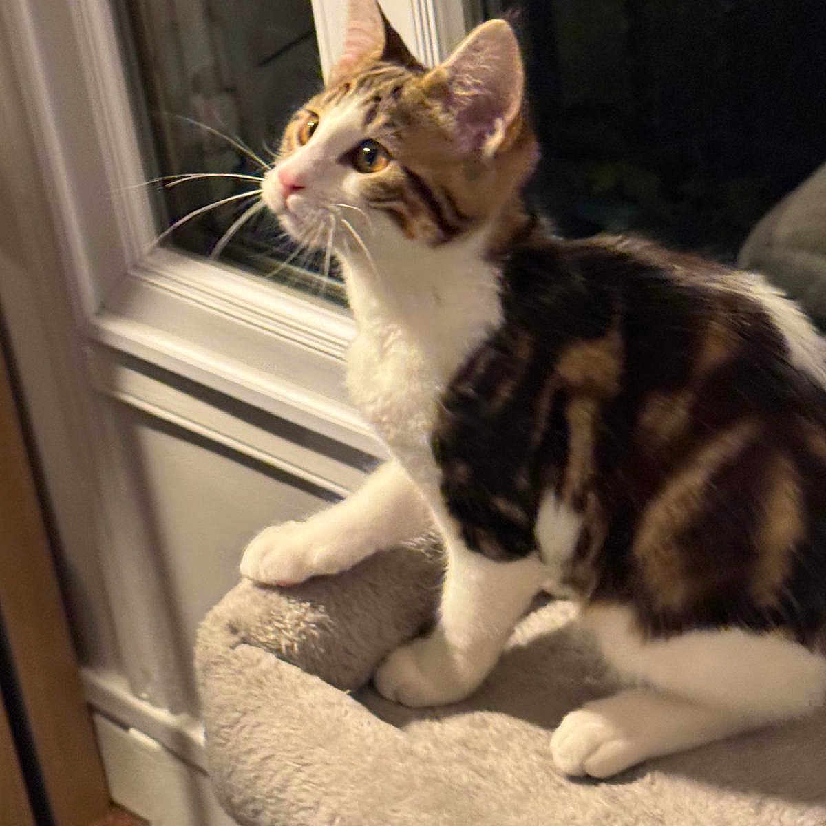 Wallye participe au concours pour gagner de l'argent avec cette photo : abyssinian, angora, animal, cat, cushion, egyptiancat, homedecor, kitten, manx, pet, window, windowsill