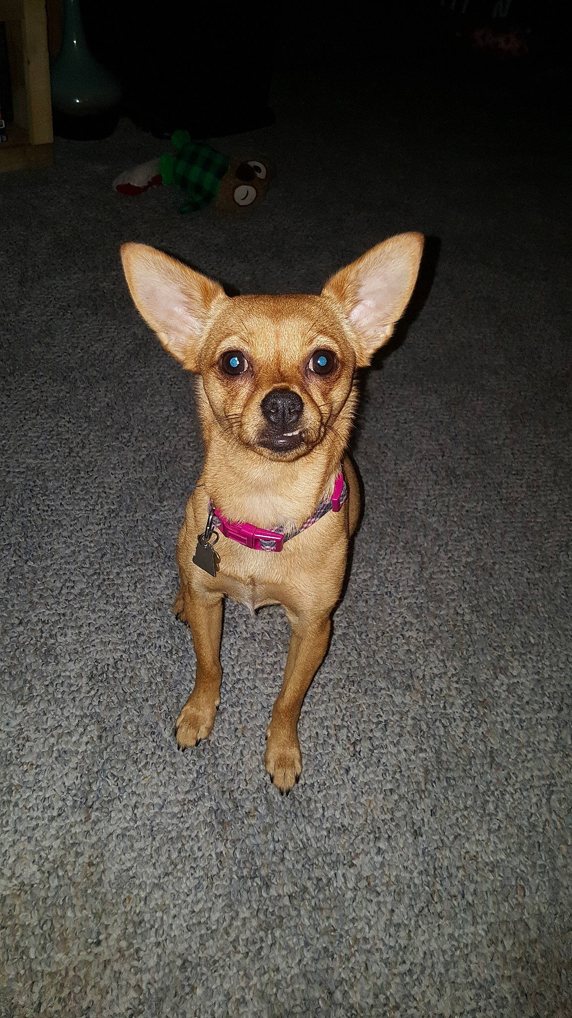 Zoey is registered to the contest to win money with this photo: canidae, carnivore, chihuahua, companion_dog, corgi_chihuahua, dog, dog_breed, dog_clothes, ear, fawn, mammal, puppy, rare_breed_dog, russkiy_toy, snout, sporting_group, toy_dog, vertebrate, whiskers
