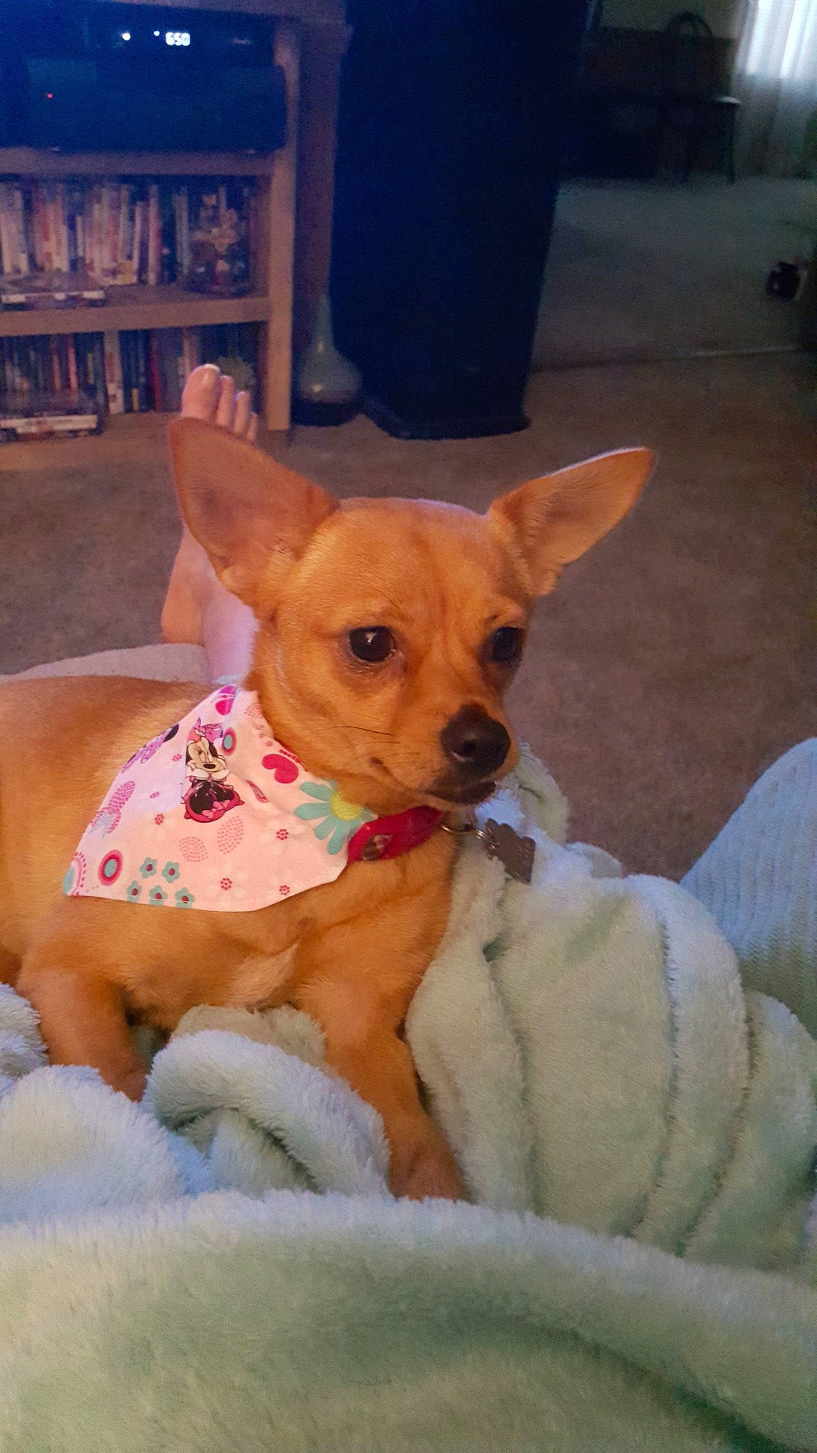 Zoey joined the competition — help win amazing prizes! canidae, carnivore, chihuahua, companion_dog, corgi_chihuahua, dog, dog_breed, ear, fawn, mammal, miniature_fox_terrier, puppy, rat_terrier, russkiy_toy, snout, teddy_roosevelt_terrier, toy_dog, toy_fox_terrier, vertebrate