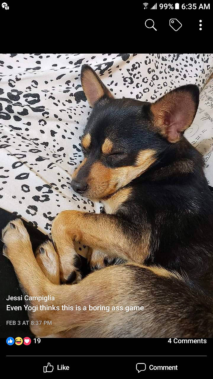 Titan joined the competition — help win amazing prizes! canidae, carnivore, chihuahua, dog, dog_breed, english_toy_terrier, fawn, lancashire_heeler, mammal, miniature_pinscher, photo_caption, pinscher, prazsky_krysarik, puppy, russkiy_toy, snout, toy_dog, vertebrate