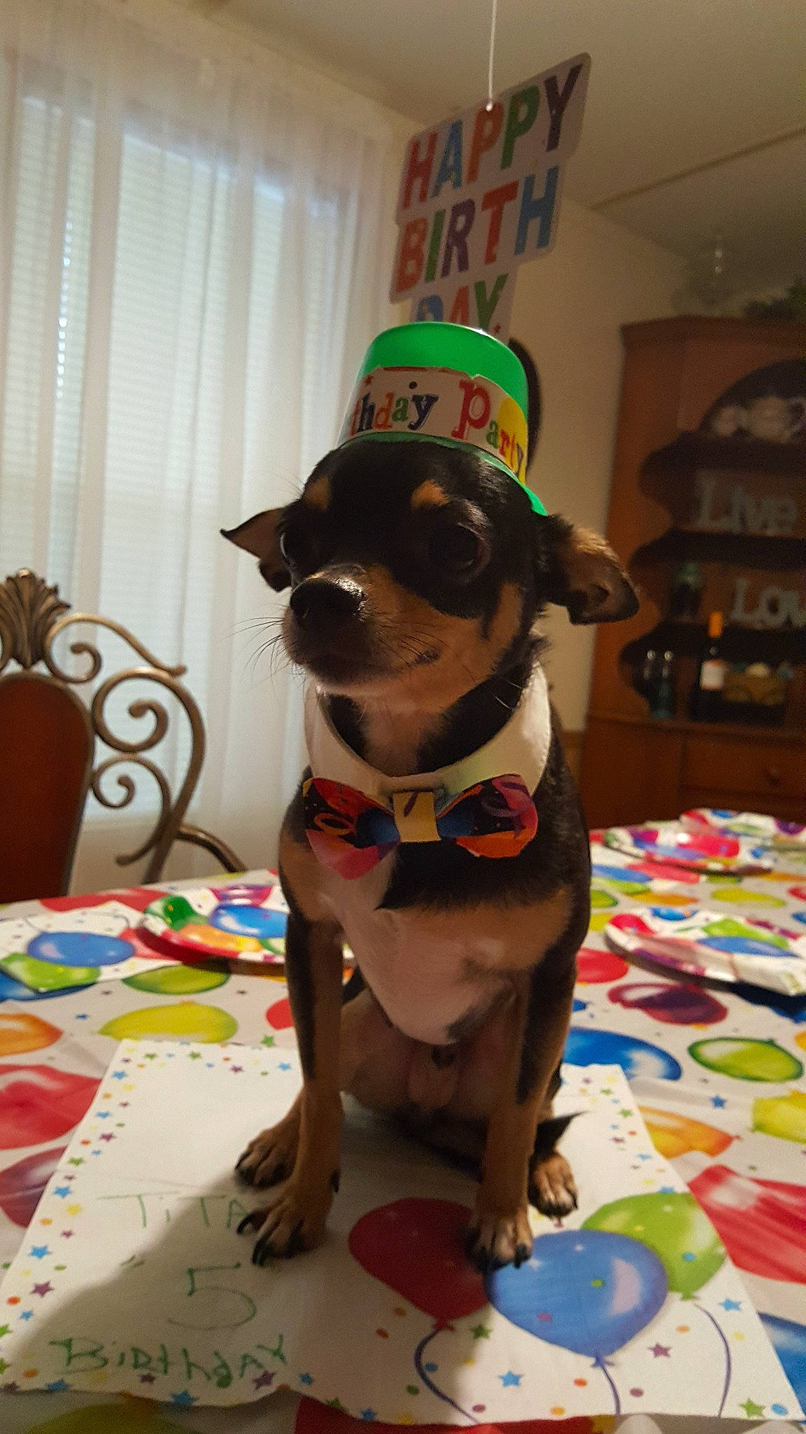 Titan joined the competition — help win amazing prizes! canidae, carnivore, chihuahua, dog, dog_breed, dog_clothes, dog_toy, fawn, mammal, miniature_pinscher, snout, tail, toy_dog