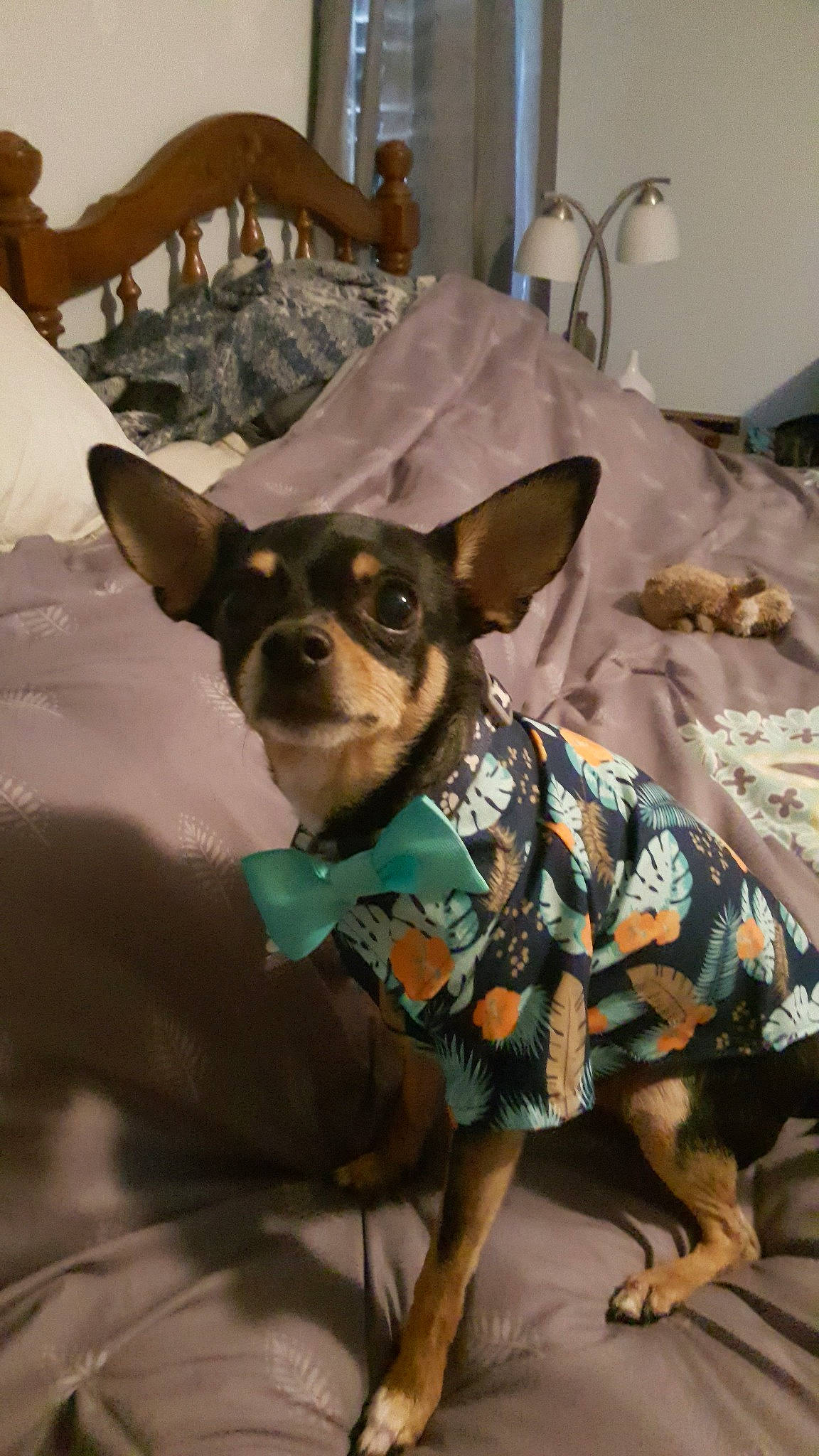 Titan is registered to the contest to win money with this photo: canidae, carnivore, chihuahua, companion_dog, dog, dog_breed, dog_clothes, english_toy_terrier, fawn, mammal, miniature_pinscher, prazsky_krysarik, russkiy_toy, snout, toy_dog, vertebrate