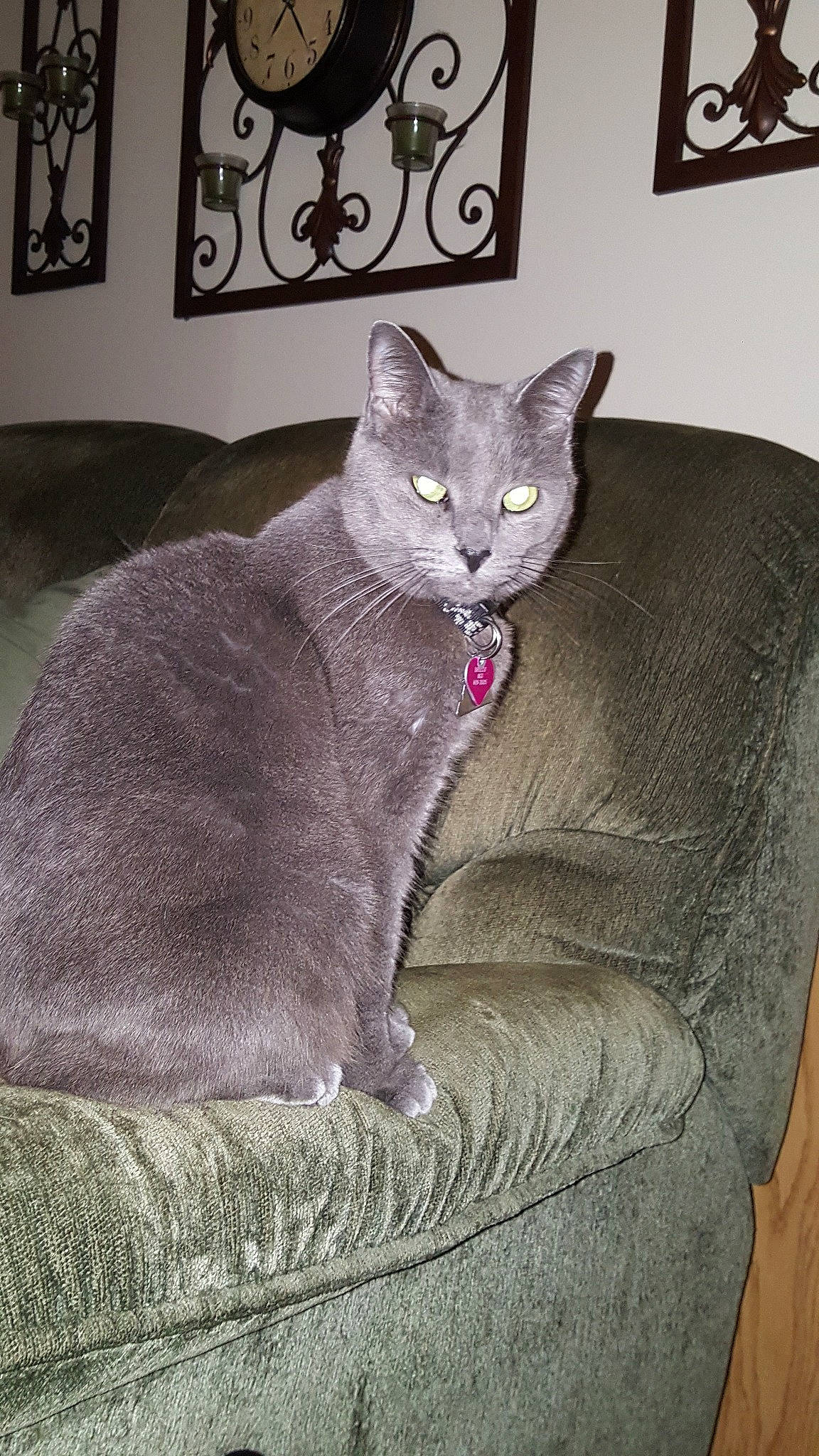 Breezy is registered to the contest to win money with this photo: asian, british_shorthair, burmese, carnivore, cat, chartreux, domestic_short_haired_cat, felidae, korat, mammal, nebelung, russian_blue, small_to_medium_sized_cats, tail, whiskers