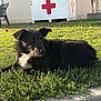 dog, black_dog, grass, curb, outdoor, sunlight, building, window, plastic_chair, red_cross, box, relaxed, animal, pet, nature, daylight, fur, side_view, canine, resting