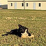 Jack joined the competition — help win amazing prizes! dog, black_dog, grass, boot, chewing, outdoor, building, sky, sunlight, playful, animal, pet, nature, daytime, canine, field, mischief, brown_boot, grass_field, shadow