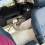 Jack is registered to the contest to win money with this photo: dog, sleeping, car_interior, car_seat, dog_bed, black_dog, sunlight, window, leather_seat, resting, pet, calm, vehicle, seatbelt, fabric, daylight, relaxation, indoor, fur, transportation
