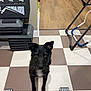 dog, black_dog, treadmill, exercise_equipment, home_gym, floor_tiles, living_room, couch, pillow, ottoman, wood_floor, side_table, pet_collar, indoor, pet, animal, brown_eyes, curious, standing, fitness
