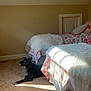 dog, bedroom, carpet, bed, blanket, sunlight, floral, pillow, floor, interior, resting, pet, cozy, window_light, furniture, animal, canine, comfort, home, relaxation