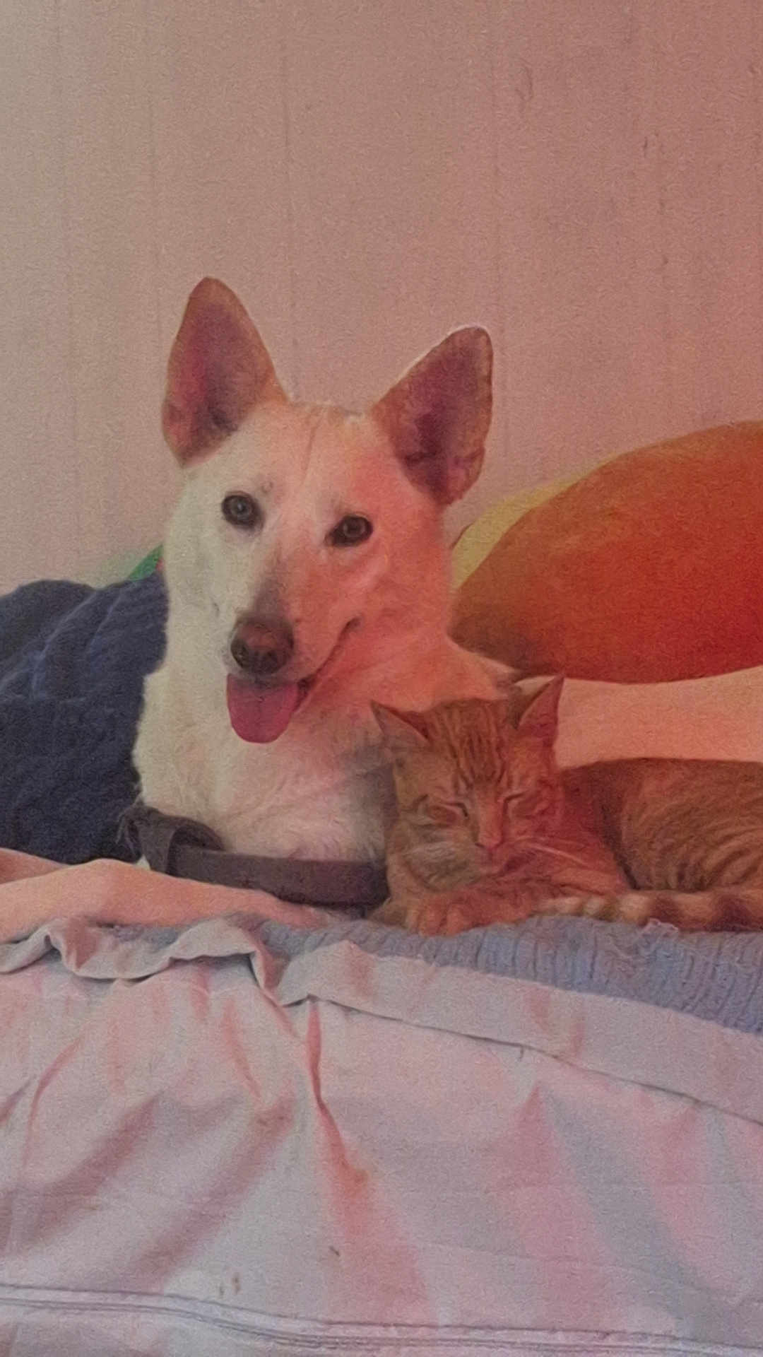 Phoenix joined the competition — help win amazing prizes! dog, cat, bed, blanket, pillow, indoor, pet, sleepy, happy, cozy, resting, fur, mammal, animal, companion, cute, domestic, friendship, relaxation, warm_lighting