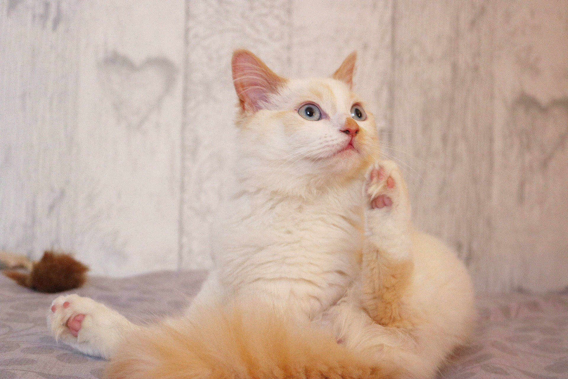 Azula is registered to the contest to win money with this photo: carnivore, cat, claw, comfort, domestic_short_haired_cat, fawn, felidae, foot, fur, iris, paw, sitting, small_to_medium_sized_cats, snout, tail, terrestrial_animal, whiskers