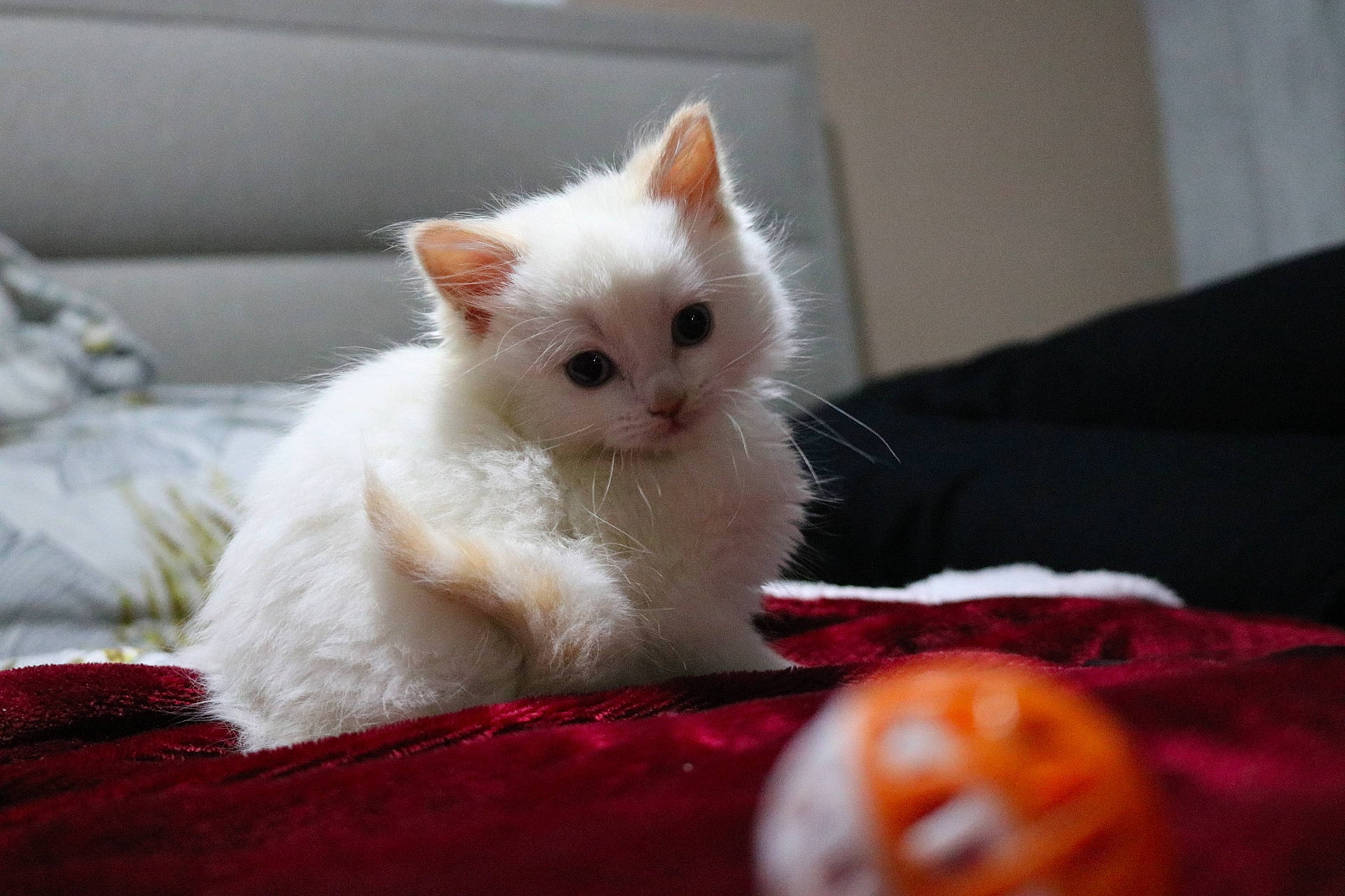 Azula is registered to the contest to win money with this photo: carnivore, cat, comfort, couch, felidae, fur, orange, paw, small_to_medium_sized_cats, snout, vertebrate, whiskers