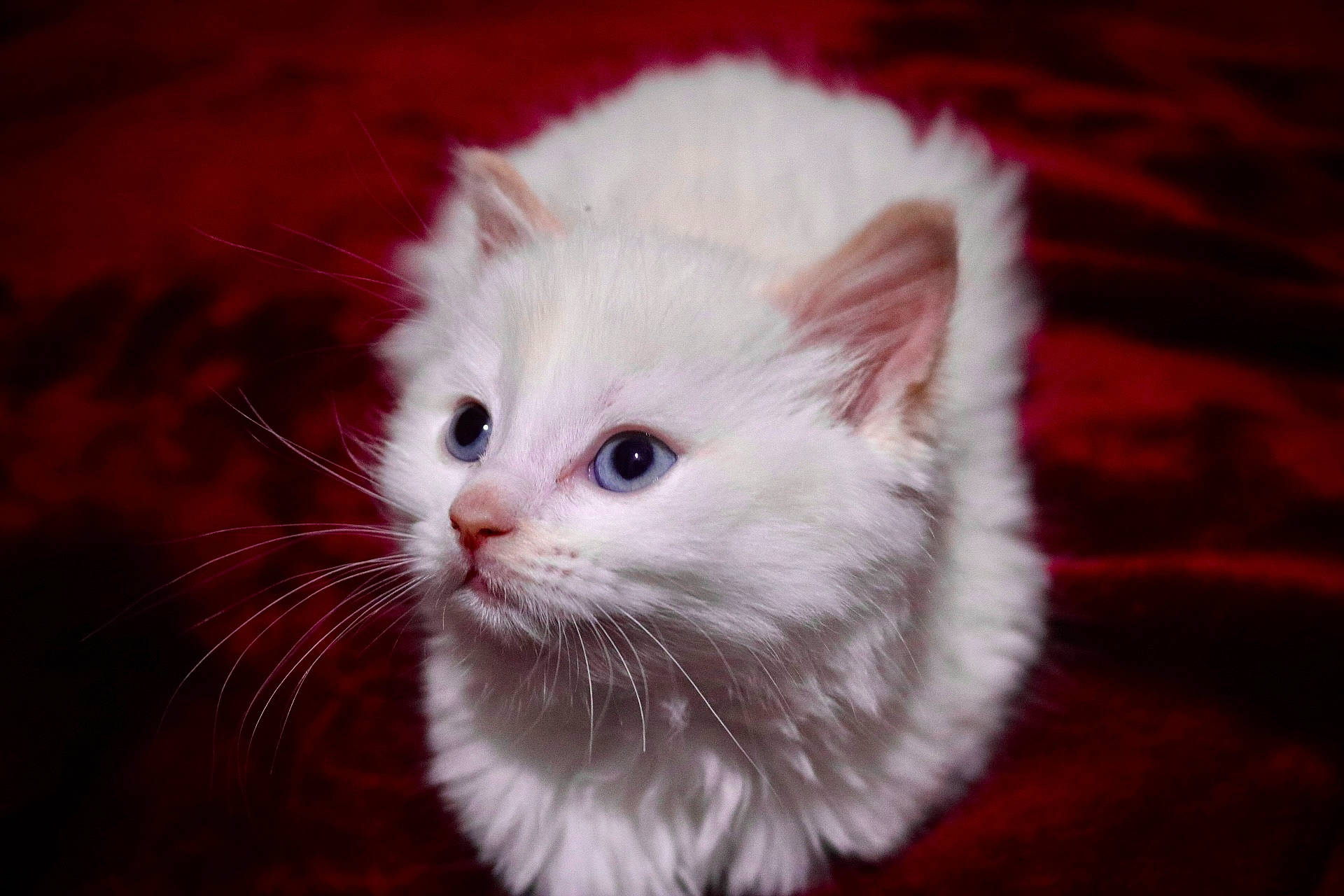 Azula joined the competition — help win amazing prizes! carnivore, cat, felidae, fur, iris, kitten, red, small_to_medium_sized_cats, snout, vertebrate, whiskers