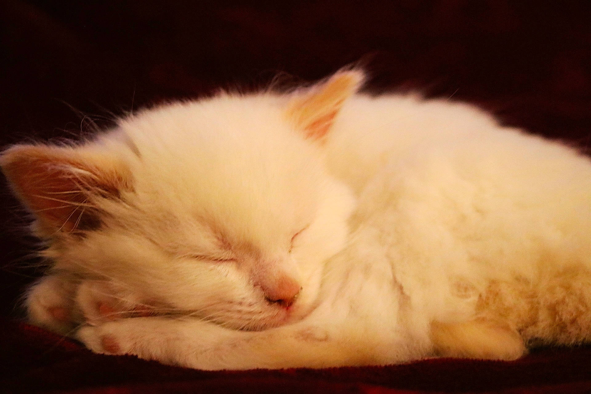 Azula joined the competition — help win amazing prizes! carnivore, cat, felidae, fur, small_to_medium_sized_cats, snout, whiskers