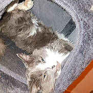 Sweety a rejoint le concours — aidez-le/la à gagner de superbes lots ! animal, cat, cat_tunnel, close_up, cozy, cute, domestic, face, feline, fur, gray_cat, indoor, paw, pet, relaxed, resting, sleeping, soft_texture, whiskers, white_fur