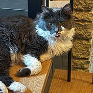 Baby joined the competition — help win amazing prizes! blep, cat, close_up, cozy, ears, eyes, feline, fluffy, gray_and_white, indoor, long_hair, lounging, metal_rail, paws, pet, portrait, stone_wall, tongue_out, whiskers, wooden_table
