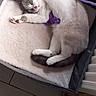 cat, sleeping, pet, animal, white_cat, gray_markings, pink_nose, whiskers, paw, tail, pet_bed, blanket, plush, purple_toy, indoors, floor, tile, window, resting, cute