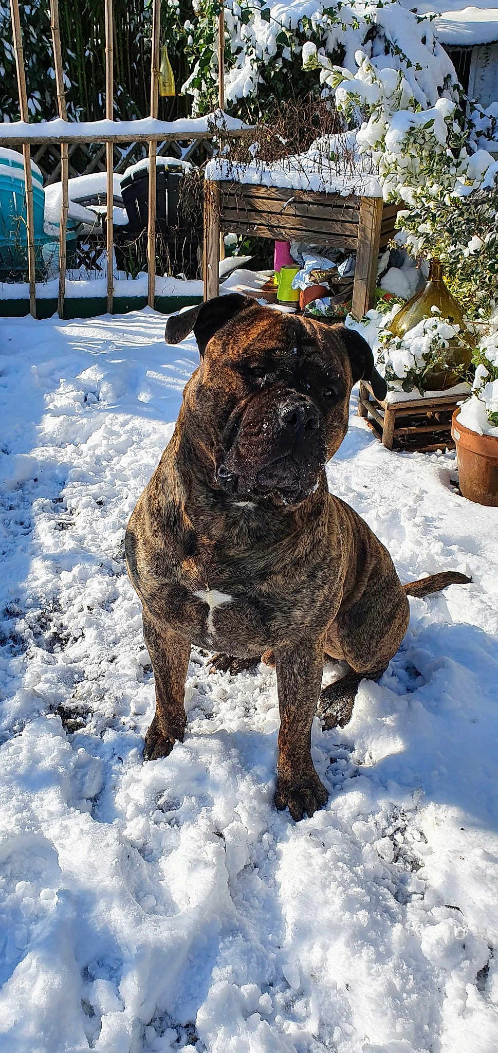 Nova
