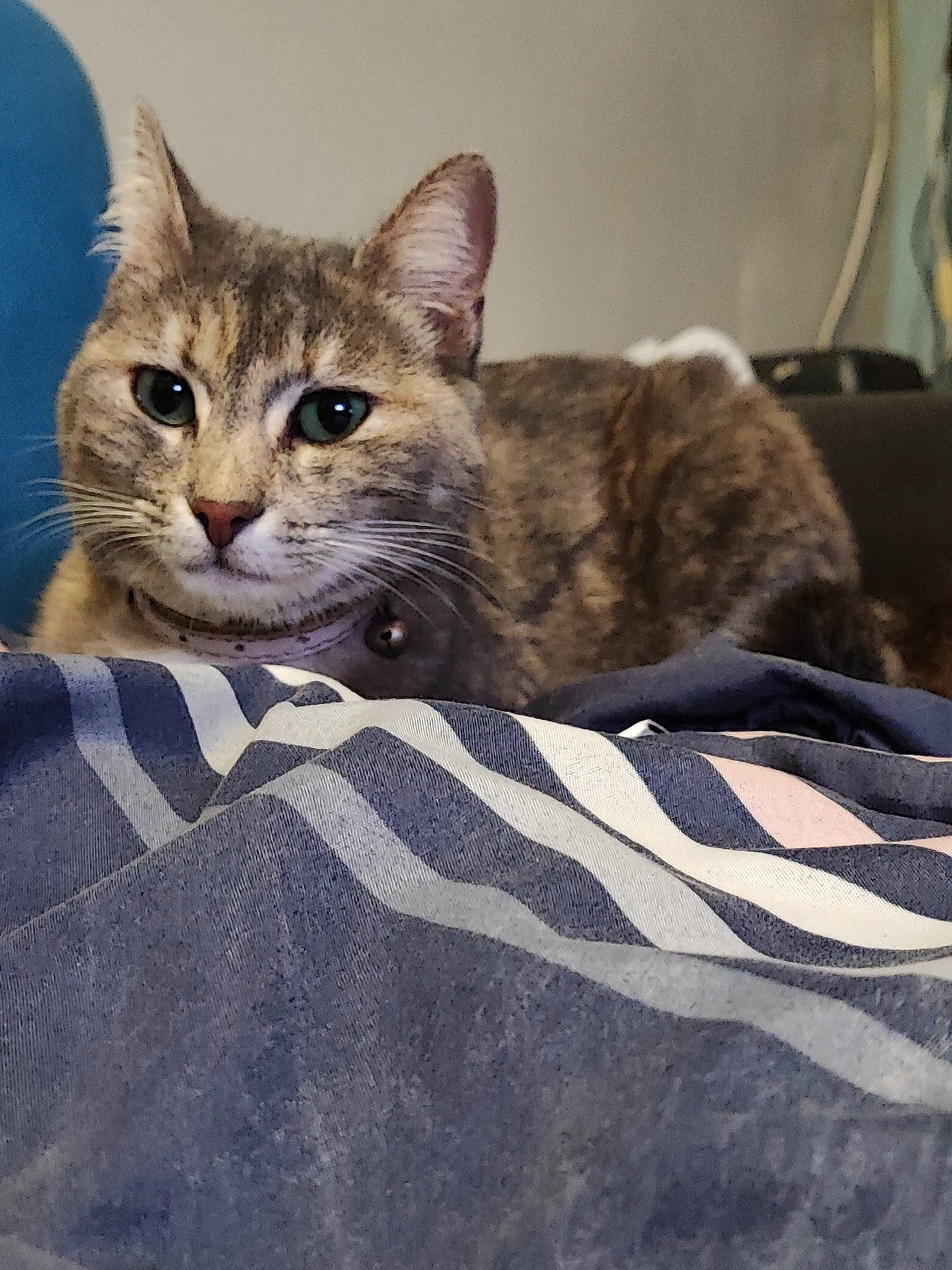 Nuage participe au concours pour gagner de l'argent avec cette photo : carnivore, cat, claw, comfort, domestic_short_haired_cat, felidae, fur, grey, linens, paw, sitting, small_to_medium_sized_cats, snout, tail, terrestrial_animal, whiskers, wildlife