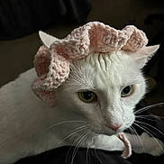 Cali is registered to the contest to win money with this photo: cat, white_cat, pet, animal, portrait, close_up, green_eyes, furry, whiskers, pink_fabric, fuzzy_blanket, costume, indoor, cozy, serious_expression, looking_at_camera, dramatic_lighting, dark_background, domestic_animal, photography