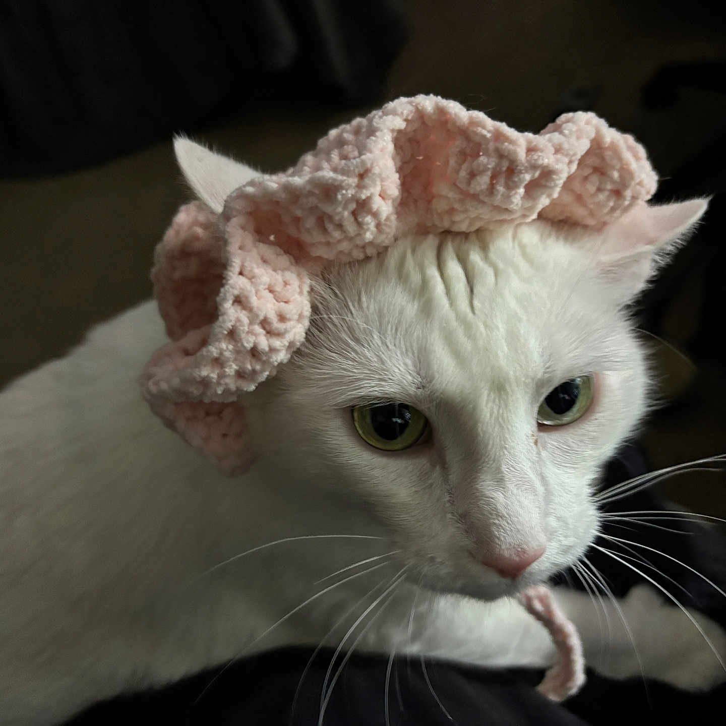 Cali is registered to the contest to win money with this photo: cat, white_cat, pet, animal, portrait, close_up, green_eyes, furry, whiskers, pink_fabric, fuzzy_blanket, costume, indoor, cozy, serious_expression, looking_at_camera, dramatic_lighting, dark_background, domestic_animal, photography