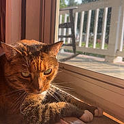 Sox joined the competition — help win amazing prizes! cat, tabby, window, sunlight, indoor, pet, animal, relaxed, feline, whiskers, ears, paws, wood, porch, daylight, domestic, closeup, resting, home, window_sill