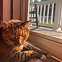 cat, tabby, window, sunlight, indoor, pet, animal, relaxed, feline, whiskers, ears, paws, wood, porch, daylight, domestic, closeup, resting, home, window_sill