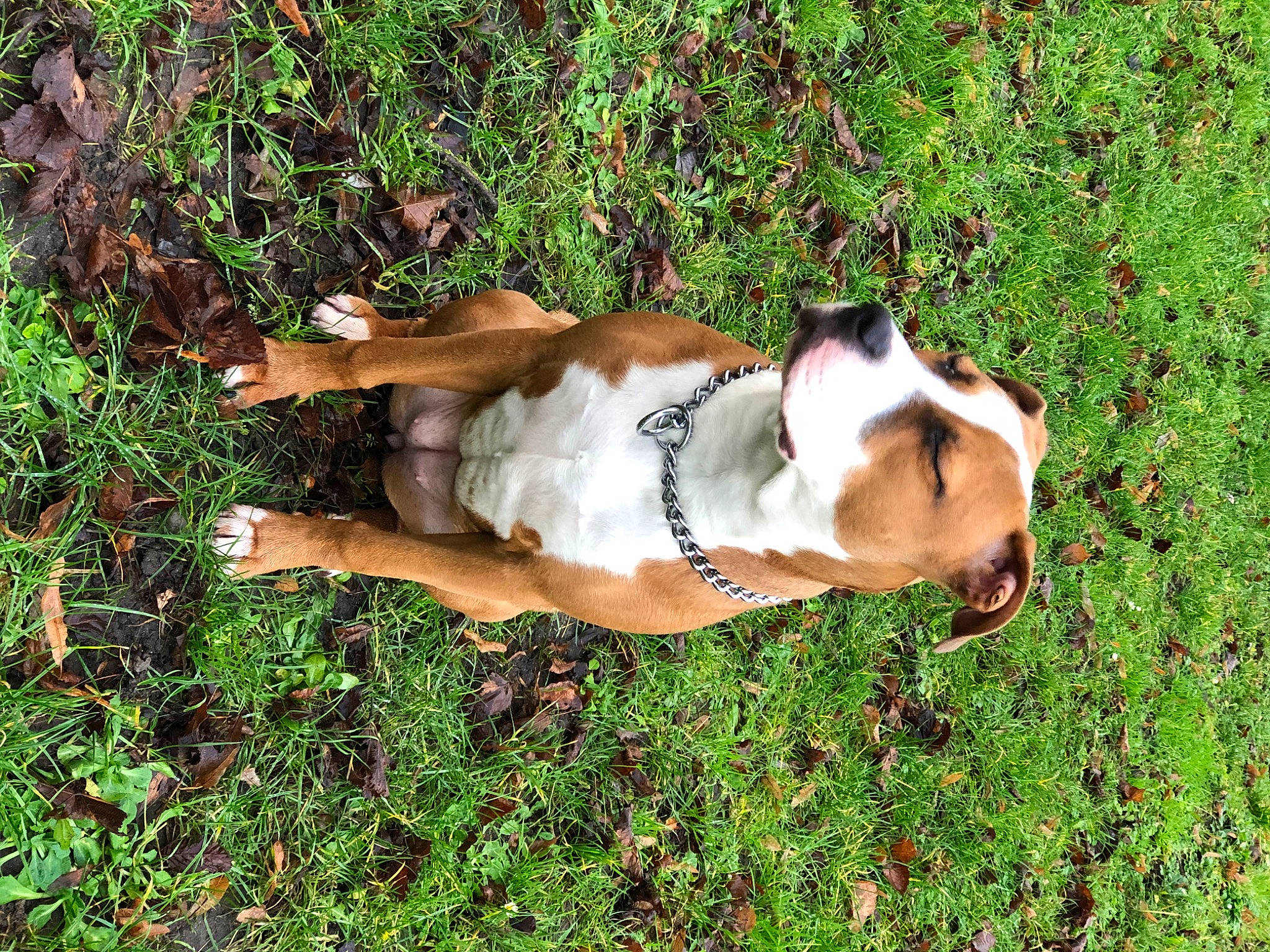 Carat participe au concours pour gagner de l'argent avec cette photo : canidae, carnivore, companion_dog, dog, dog_breed, fawn, grass, grassland, groundcover, human_leg, hunting_dog, mammal, non_sporting_group, pasture, people_in_nature, plant, sporting_group, tail, vertebrate, working_animal