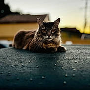 Whiskers joined the competition — help win amazing prizes! animal, cat, closeup, ears, evening, eyes, feline, focus, fur, mammal, moisture, nature, outdoor, pet, portrait, quiet, relaxing, sunset, wet_surface, whiskers