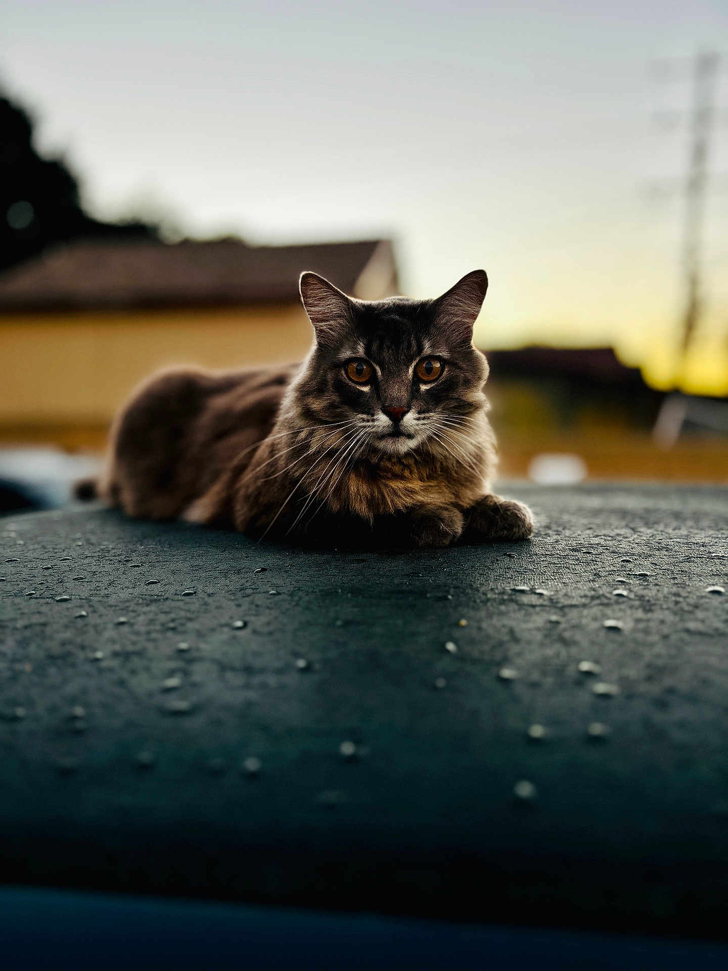 Whiskers